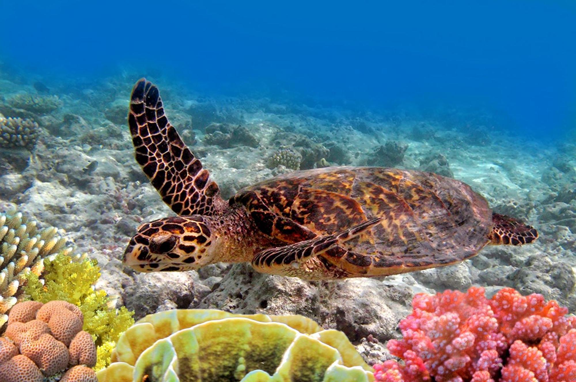 Вилла Paki Maui 424 Кахана Экстерьер фото